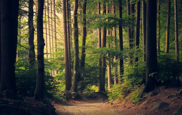 Forest landscape — energy systems and sustainability